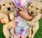 PUREBRED GOLDEN RETRIEVER'S <br>Ready for  PUREBRED GOLDEN RETRIEVER'S  Ready for their forever homes. born 07/24/2022. first shots and dewormed. text only   (360)227-8941